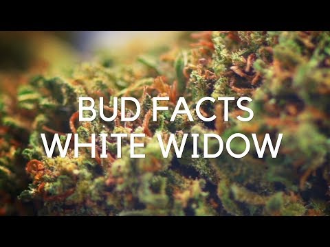 white widow seeds video