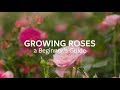 How to grow Roses | Grow at Home | Royal Horticultural Society