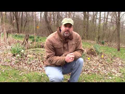 The Secrets of Finding Morel Mushrooms