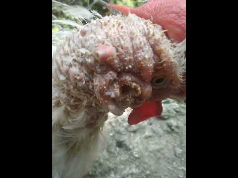 , title : 'Cutaneous form of Marek's disease in poultry'