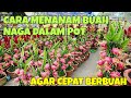 CARA MENANAM BUAH NAGA DALAM POT AGAR CEPAT BERBUAH, DI HALAMAN RUMAH