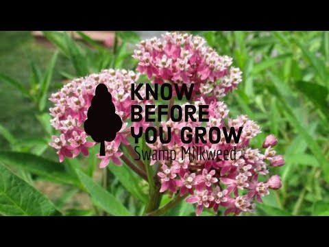 Know before you grow -Swamp Milkweed