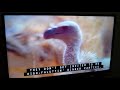 Really Wild Animals The Boys Of Vulture Valley