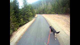 preview picture of video 'CDA Trail Dog Run'