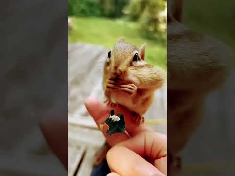 Chi Ju Ju #pspinsights #silverarowana