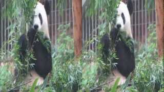 preview picture of video '桂林動物園のパンダ 3D Giant Panda in Guilin'