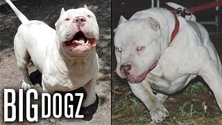 Meet ‘Frozen’ the 130lbs ‘Polar Bear’ Pitbull | BIG DOGZ