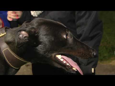 2017 BGBF PUPPY OAKS FINAL - ROMFORD - T3 TEA FOR TESS