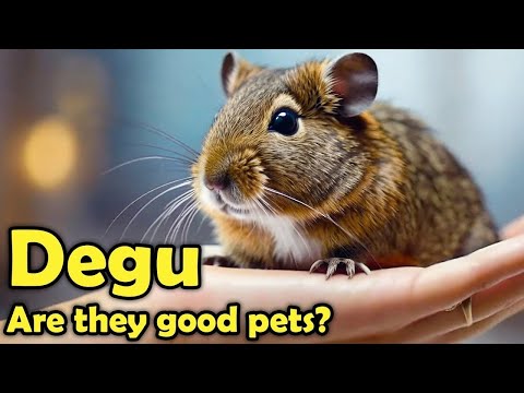 Prečo zvoliť degu ako ďalšieho miláčika