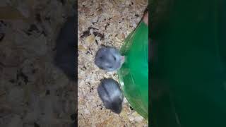 Campbell's dwarf hamster Rodents Videos