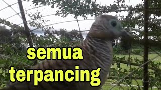 Download lagu Perkutut Lokal Gacor Panggilan Perkutut Merbok mp3