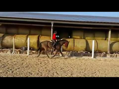 Hannoveraner Wallach Lissaro Don Crusador Rotspon