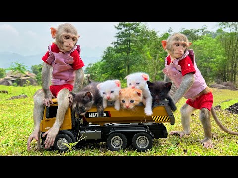 Smart Bim Bim helps dad take care of kittens