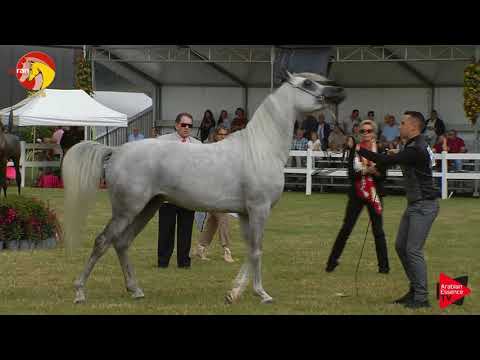 N.56 FOREVER DAVINCIO - ELRAN CUP 2019 - Stallions 4 to 6 years old (Class 12)
