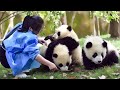 🐼 Too Funny! Funny moments of Panda and Breeder-Panda Funny Video