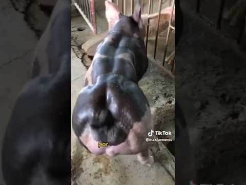 What is the best breed of pig for fattening?