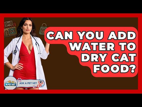 Can You Add Water To Dry Cat Food? - Ask A Pet Vet