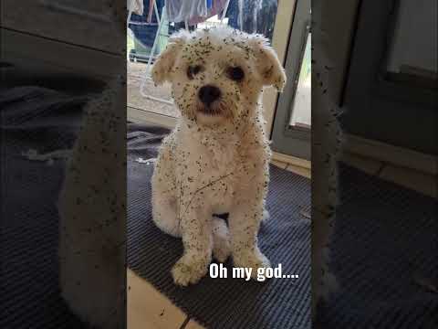 ....what the ....... 🥶 #dog #muffin #sosweetmuffin #garden