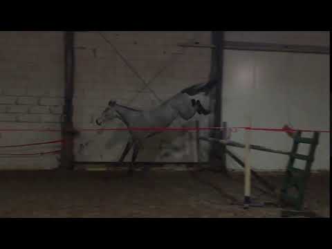 3 yo mare by Konkret/ Colibry