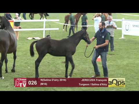 Show AQPS Le Lion 2016 : Lot 26 - N(Salina D'airy 2016)