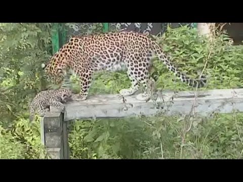 First ever attempt to return leopards to the wild in Russia