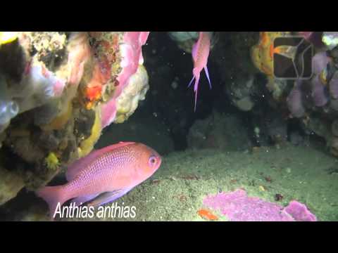Anthias anthias