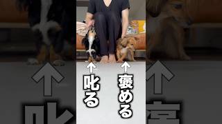 叱った犬と褒めた犬どっちがお利口になるか検証