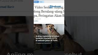 Viral Perilaku Aneh Seekor Anjing di Turki Melolong Berulang Kali Sebelum Gempa