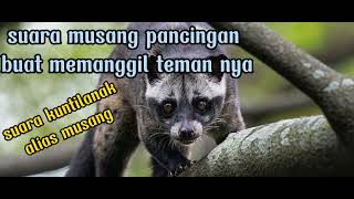 Download lagu suara pikat musang untuk di malam hari mp3 Download lagu suara pikat musang untuk di malam hari mp3