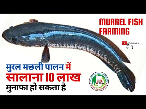 Feed converted Murrel Fish Seed, Packaging Size: Drum video by Anand Krishi Khamar Private Limited