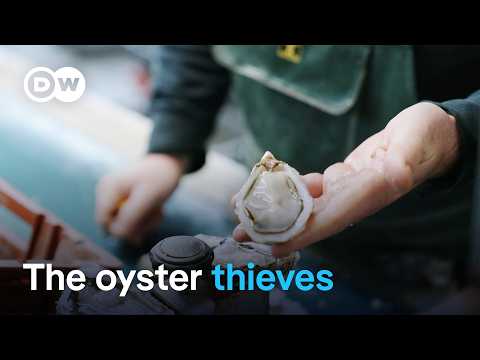 A tough business - The oyster farmers of Arcachon  | DW Documentary