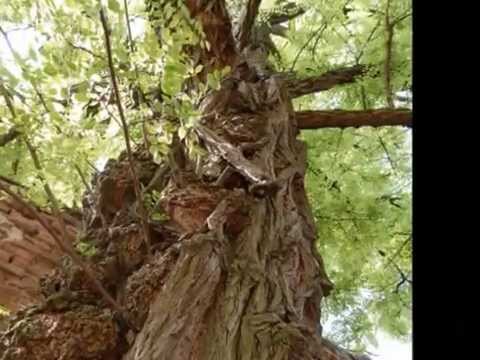 Jaromír Nohavica/To nechte být/Brno