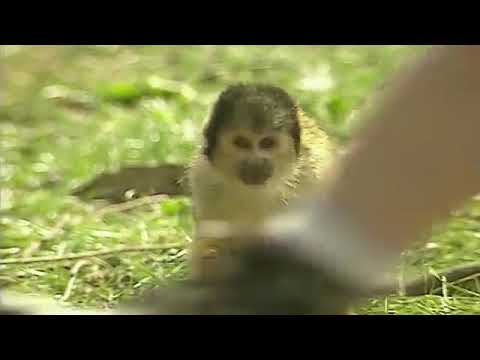 jamies thinking time series 2 episode 23 feeding the monkeys