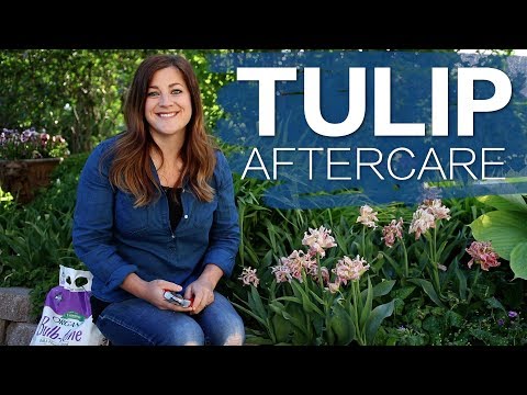 image-What do tulips look like after they've bloomed?