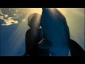 ~ Dolphin Tale ~ (winter's original video ) 