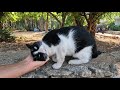 When Tuxie The Cat Saw Me She Came Running To Me And Started Meowing