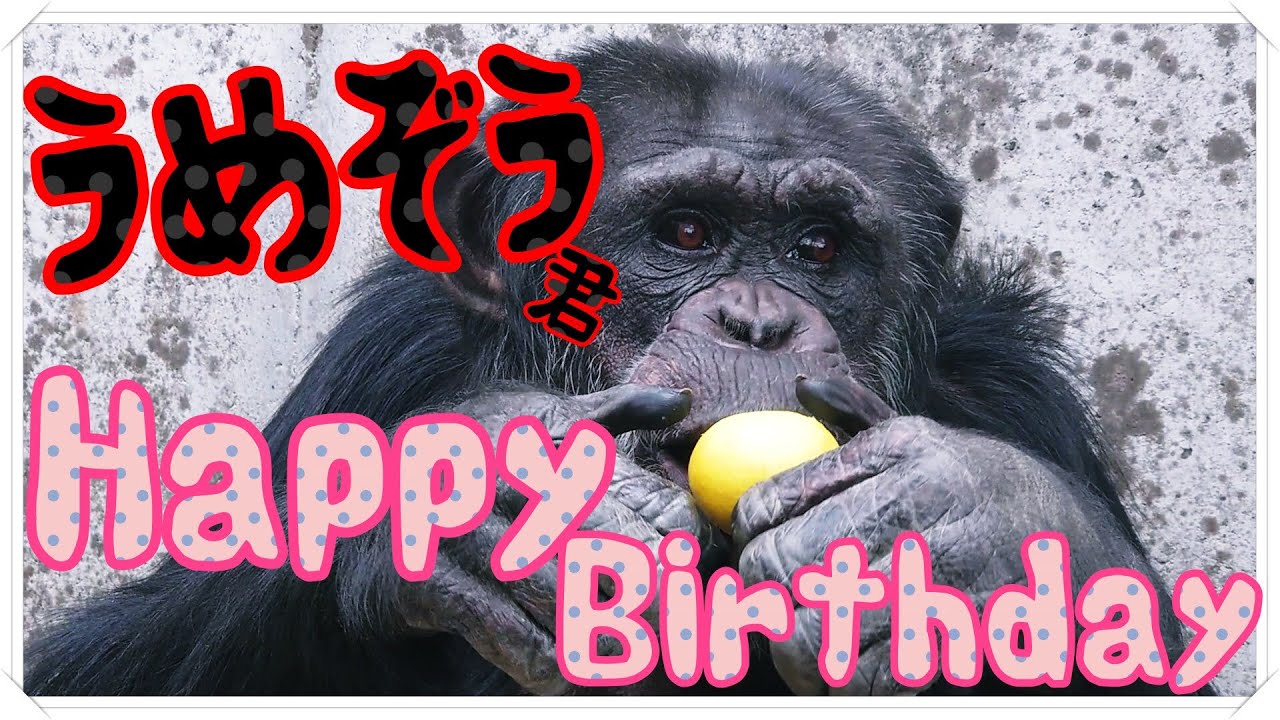 ウメちゃんハッピーバースデー🎂