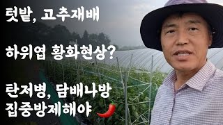 텃밭, 고추재배 / 하위엽 황화현상? / 탄저병, 담배나방 집중방제 해야 