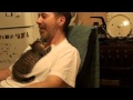 Кошка - это ДИКИЙ зверь 