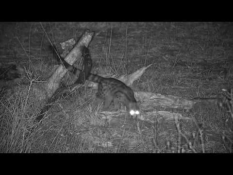 Djuma: Genet looking for dinner - 20:07 - 09/21/19