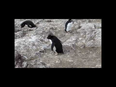 "Pingûino saltador de rocas".  #birds #avesdeargentina #shorts