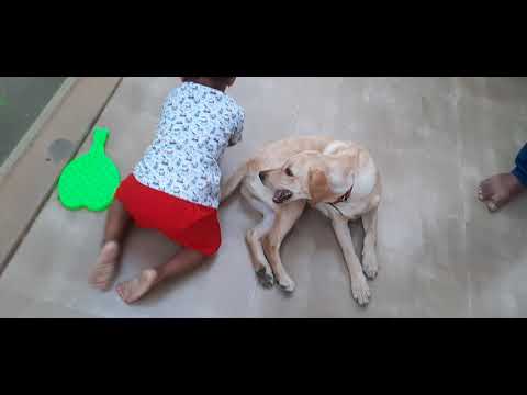 Avdhoot play with shiro our labra dog