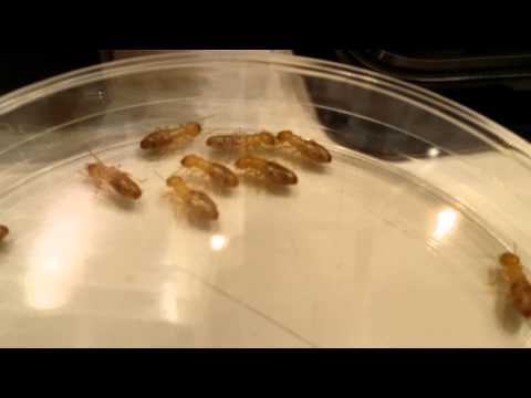 Yakoshima Termites and Symbionts