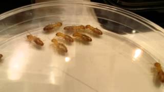 Yakoshima Termites and Symbionts