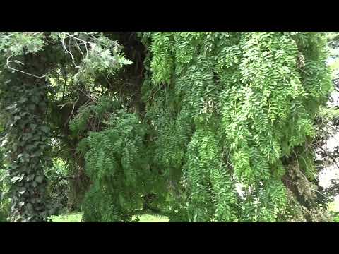 Despre LENAUHEIM - Timiș