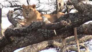 African Safari on the Serengeti Plains