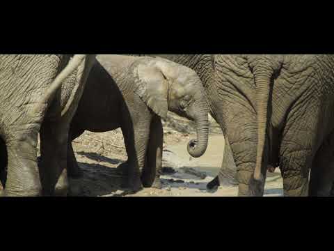 1000 Hearts for SA's first Elephant Orphanage