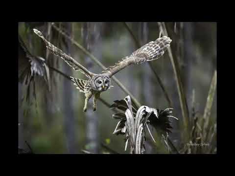 Barred Owl....I put 17 images shot at 16 frames/second into a timelapse......