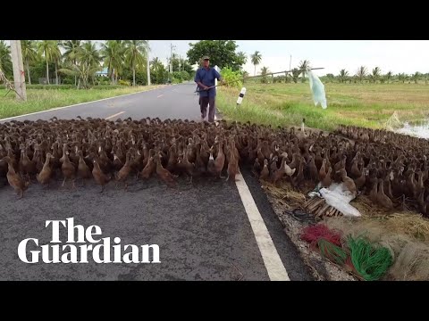 Thai farmers turn to ducks to maintain rice fields