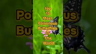 Download lagu top 10 Most poisonous Butterflies in the world #top mp3 Download lagu top 10 Most poisonous Butterflies in the world #top mp3